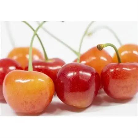 【2026年発送】フルーツ王国　信州中野産　さくらんぼ　高砂　約1.5kg(約100g×15パック)【配送不可地域：離島】【1577333】