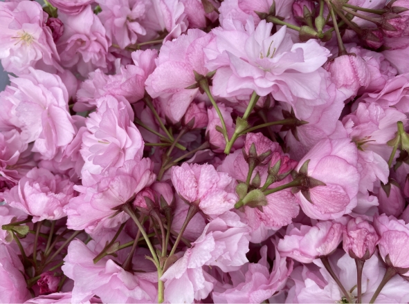 高遠の桜で作ったジェラート 桜ソルト 3個、ミルク3個 合計130ml×6個 |ジェラート アイス おやつ あまい 冷たい 高遠 桜 ソルト ミルク フレーバー 長野県 伊那市 信州産 冷凍便 ふるさ