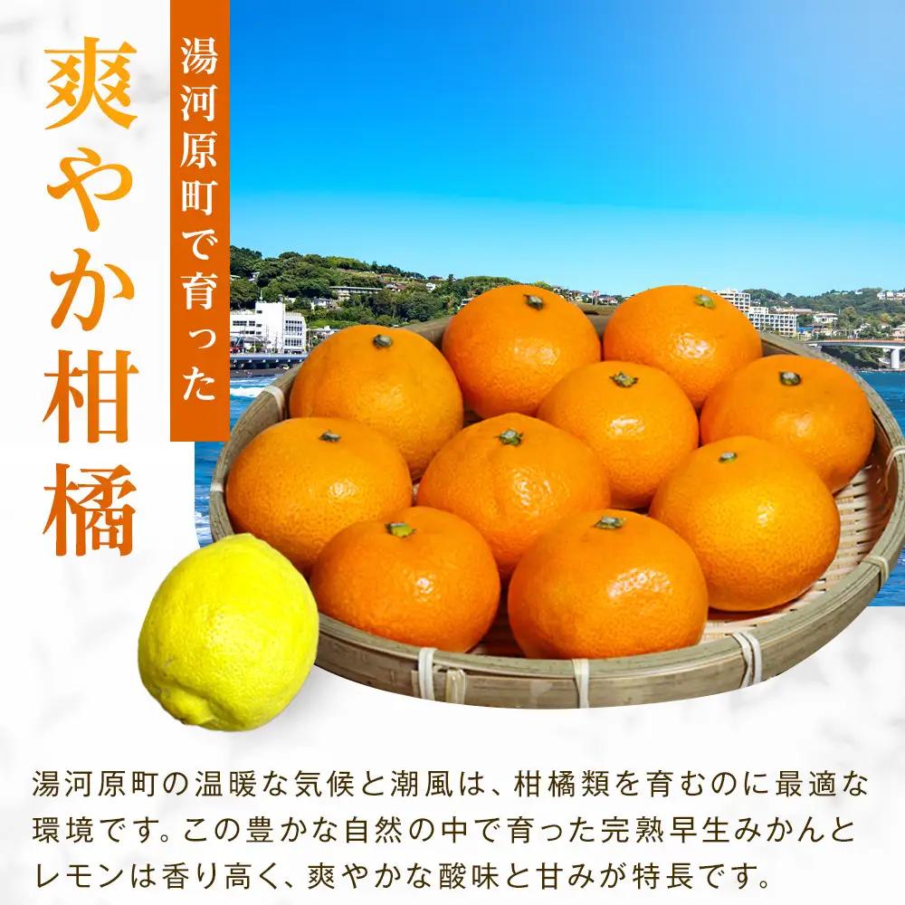 【先行予約】完熟早生みかん５ｋｇと璃の香（レモン）１個【2026年12月下旬以降発送】| 湯河原町 みかん レモン 果物セット フルーツ ギフト 果物