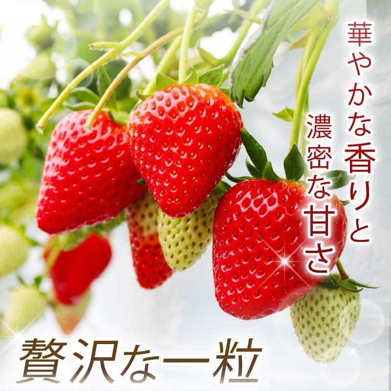 【数量限定】 2026年発送 苺 いちご 古都姫 2パック 約540g (270g×2P) ゆりかーご 冷蔵 小分け 果物 スイーツ デザート くだもの フルーツ ベリー ふるさと納税 いちご 大粒 