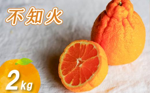 【2026年3月中旬より発送】  不知火 2kg