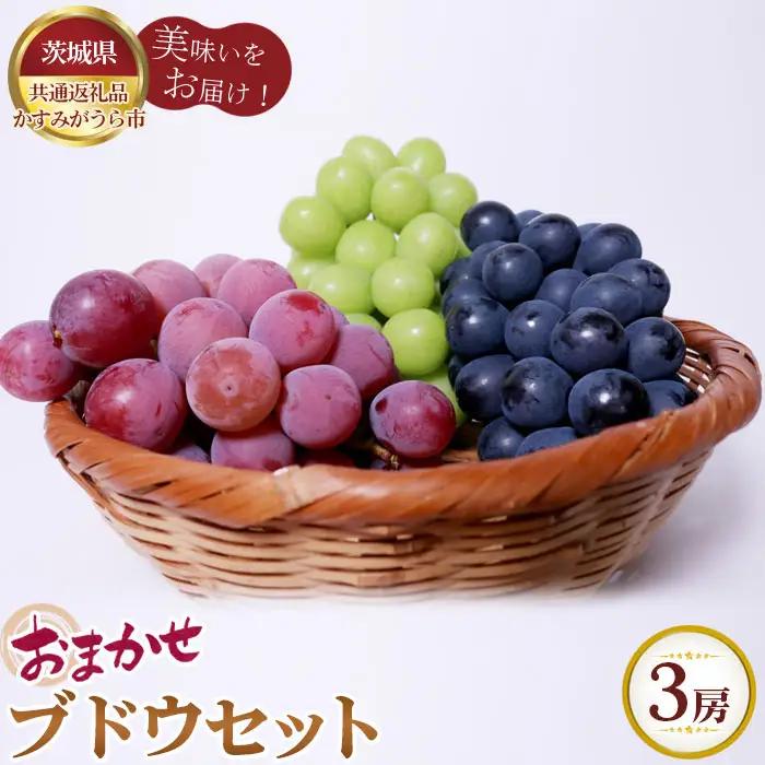 【先行予約】おまかせ！ブドウセット　3房【茨城県共通返礼品 かすみがうら市】 No.620