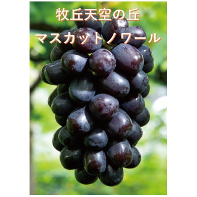 【2026年先行受付】皮ごと食べられるぶどう3色詰め合わせ 約1kg(3房)【配送不可地域：離島】