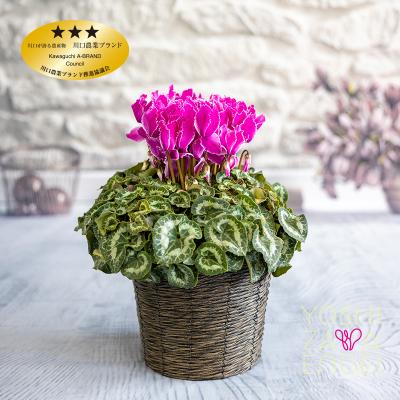 ふるさと納税 川口市 パープル系シクラメン　6号鉢　バスケット付き