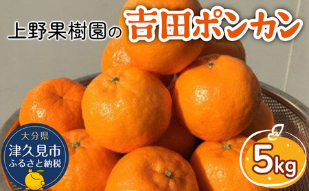 上野果樹園の吉田ポンカン 5kg ぽんかん オレンジ みかん 蜜柑 果物 くだもの フルーツ 柑橘類 甘い ジューシー お取り寄せ 大分県産 九州産 津久見市 国産