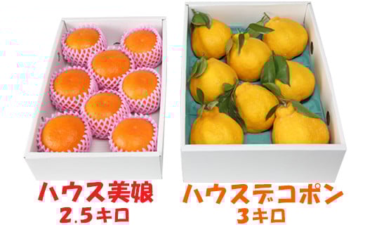 
            ハウス美娘 約2.5kg &ハウスデコポン 約3kgセット（化粧箱入） ／ みかん ミカン 蜜柑 柑橘類 デコポン 不知火 美娘 先行予約 フルーツ ＜132-004＞
          