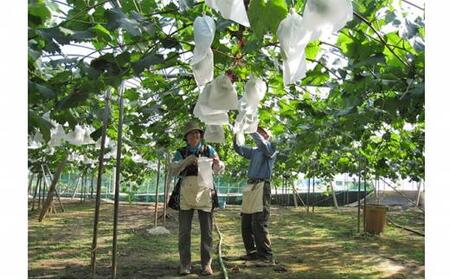 ぶどう 2026年 ニュー ピオーネ 2房（1房約650g前後）産地直送 ぶどう ピオーネ