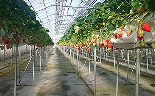 静岡県掛川市産　ミズノ農園の完熟いちご　『紅ほっぺ』約280g×6パック【配送不可地域：離島・北海道・沖縄県・四国・九州】