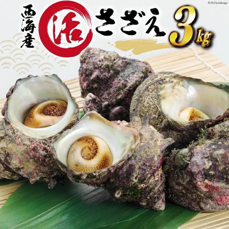 【能登半島 漁協直送！】活 サザエ 計3kg前後 [JF西海 石川県 志賀町 AM4236] さざえ サザエ 期間限定 魚介 海鮮 浜焼き つぼ焼き バーベキュー