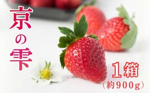 【先行予約】 いちご 京の雫 1箱 約900g 20～28粒入り 化粧箱入り イチゴ 苺 ブランド フルーツ デザート 甘い 糖度 産地直送 人気 おすすめ 京都 八幡 渋谷農園
