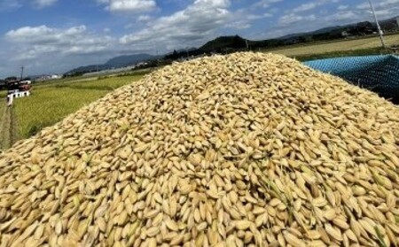 定期便 6ヶ月 米 5kg 令和7年度産 米 ひのひかり 筑後小郡産 農家直送 6回 お米 コメ お楽しみ
