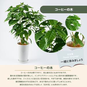2026年3月上旬～発送【観葉植物】コーヒーの木 50cm～70cm (Green Farm M/016-2063)  植物 鉢付 インテリア 室内 オフィス おしゃれ プレゼント ギフト 開店祝い 