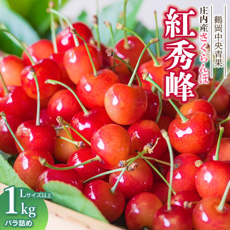 【ふるさと納税】令和8年産鶴岡 庄内産 さくらんぼ 紅秀峰　バラ詰め 1kg　Lサイズ以上　山形県鶴岡市　鶴岡中央青果　| サクランボ チェリー 山形 東北 果物 くだもの フルーツ 1キロ 産地直送 旬の果物 果実 甘い 人気 美味しい お取り寄せ 返礼品