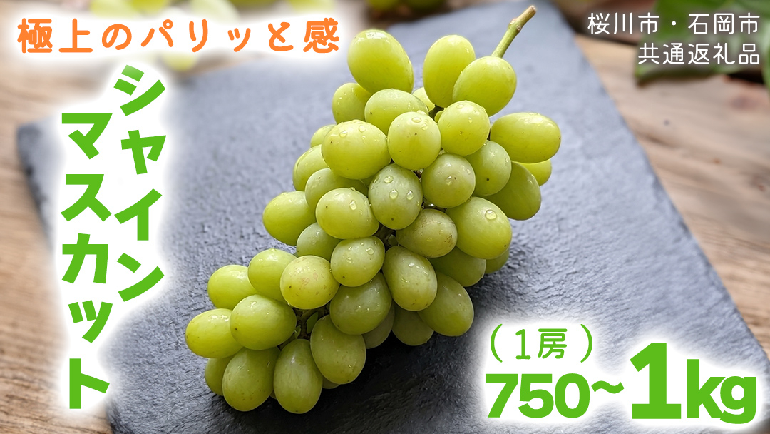 《 2026年 収穫分 》 シャインマスカット 750g～1kg 1房 (桜川市・石岡市共通返礼品) 先行予約 石田ぶどう園 国産 茨城県 桜川市 マスカット ぶどう ブドウ 葡萄 果物 くだもの フ