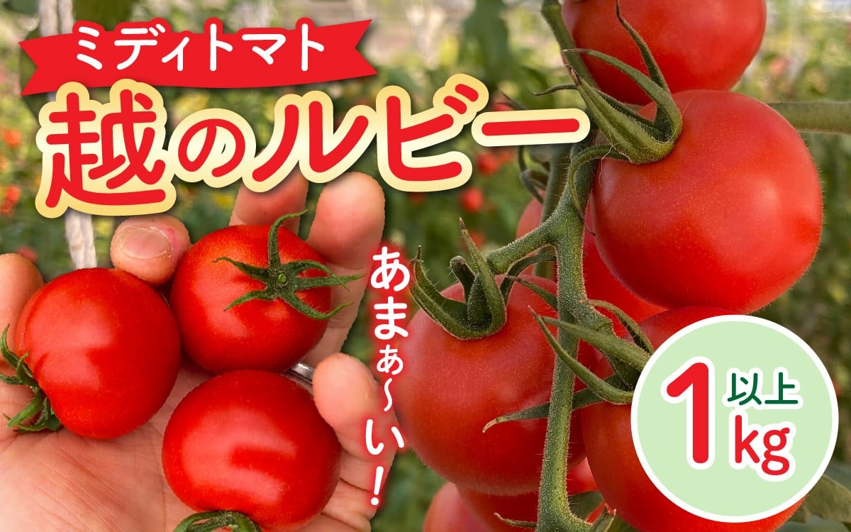 
            甘くて皮が薄く食べやすい　福井市産ミディトマト『越のルビー』 1kg [A-180002] / 福井市産 農家直送 とまと トマト フルーツトマト ミニトマト 野菜 やさい 新鮮 産地直送 甘い 完熟 リコピン ビタミン
          