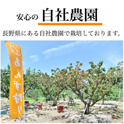 ふるさと納税 千曲市 【2025年3月下旬発送】長野県産あんず　杏ゼリー(5個セット) |  | 03