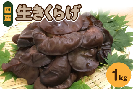 きくらげ　1kg【10月より発送】 (500g×2袋) 国産生キクラゲ木耳青森県五所川原市
