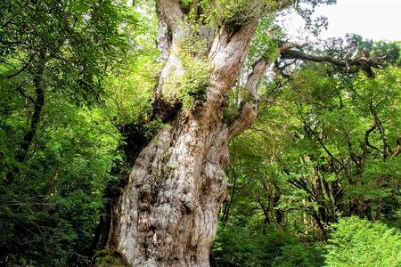 【屋久島町】JTBふるさと旅行券（紙券）450,000円分