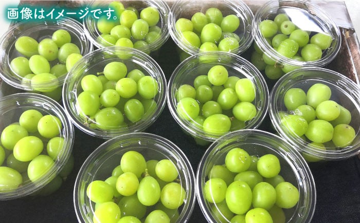 佐賀県白石町で育った甘くておいしいマスカット！