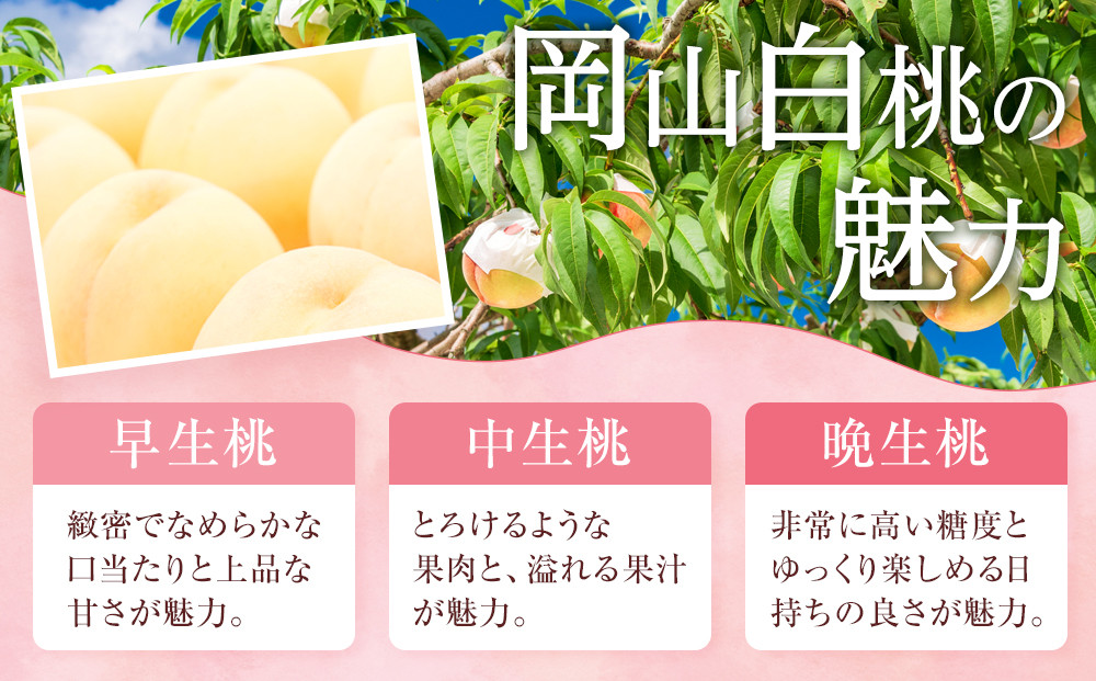 桃 2024年 先行予約 ご家庭用 岡山 白桃 早生、中生種 約2kg（5～10玉） もも モモ 岡山県 岡山市産 国産 フルーツ 果物