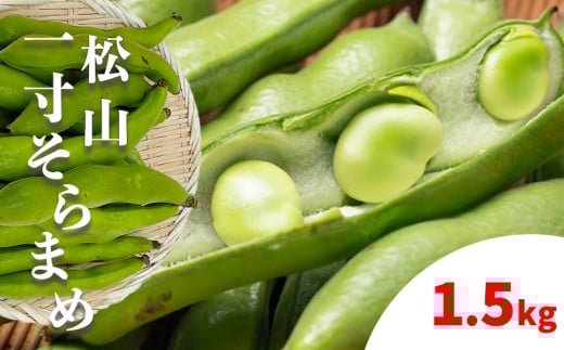 【先行予約】 【2026年4月下旬から発送】 ＜松山ブランド＞松山一寸そらまめ 1.5kg  （ 春野菜 ソラマメ そら豆 空豆  産地直送 期間限定 愛媛 松山 フジ・アクリフーズ ）