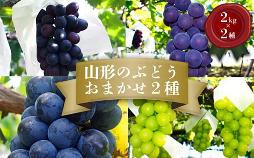 【2026年発送】「秀品」山形のぶどう品種おまかせ約4kg(約2kg×2種)_H056(R8)