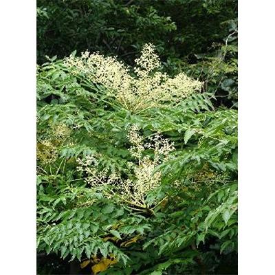 ふるさと納税 九度山町 熊野古道　峠の蜂蜜(180g×2本セット)【澤株式会社(九度山町)】 |  | 02