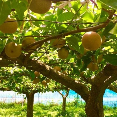 【数量限定】館山齊藤果樹園の完熟梨「新高(にいたか)」6〜9個【1534578】