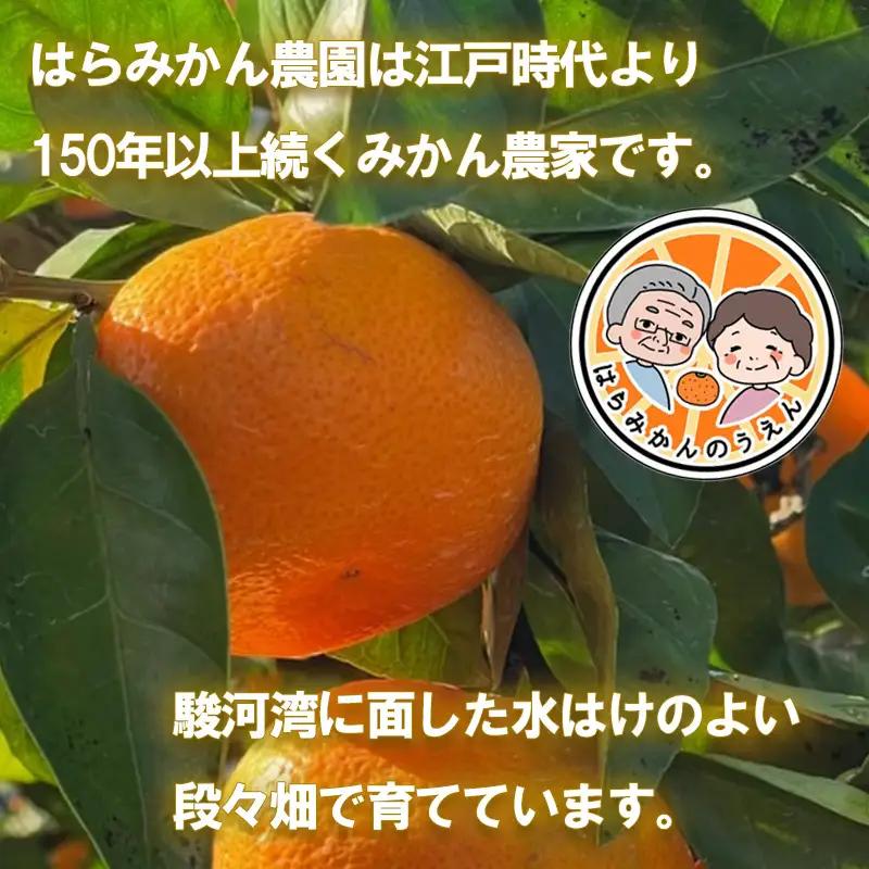 ゆら 早生 みかん 静岡県産 約5kg 