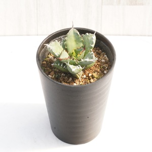 アガベ・チタノタ 「姫仁王冠」 3.5号鉢 四国ガーデン 人気 多肉植物 インテリア 観葉植物 グリーン リラックス｜B449