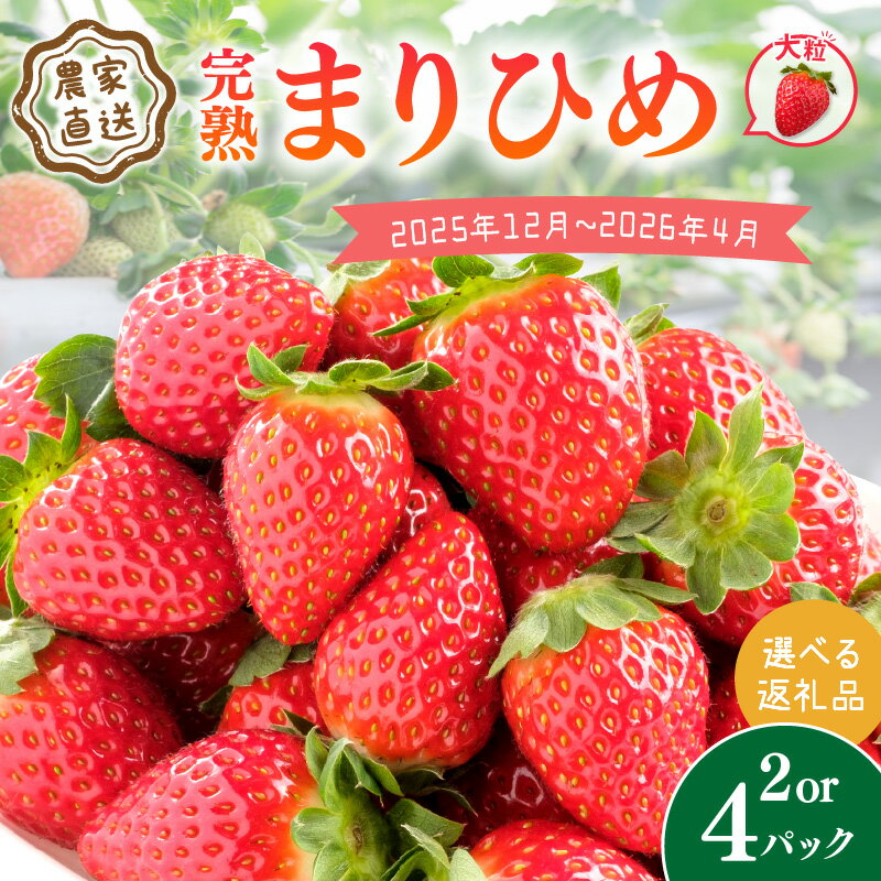 【ふるさと納税】農家直送！大粒完熟まりひめ いちご 2パック 4パック 《先行予約》 【配送不可地域：北海道・沖縄・離島】 ふるさと納税 いちご ふるさと納税 苺 ふるさと納税 イチゴ ふるさと納税 フルーツ くだもの 果物 旬 パック 送料無料 数量限定