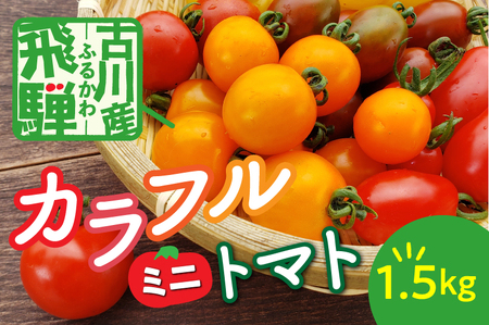 ＜先行予約＞ カラフルミニトマト 1.5kg! ミニトマト 飛騨市