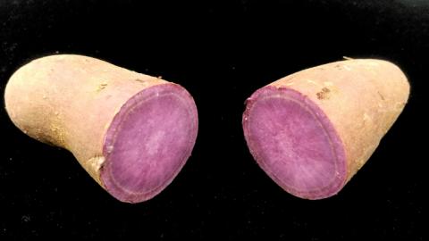 ふくむらさき 約5kg 【茨城県共通返礼品／行方市】2024年11月から発送開始 渋谷農園 さつまいも  いも 紫芋 芋 焼芋 [DT003sa]