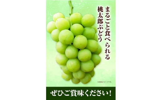 先行予約 岡山県産 桃太郎ぶどう （1房680g以上） 1房入り ぶどう フルーツ 令和8年産先行受付《2026年9月上旬-10月下旬頃出荷》【配送不可地域あり】H-26b
