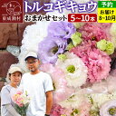 【ふるさと納税】花 生花 トルコギキョウおまかせセット (5～10本)【先行予約】 かねはちファーム