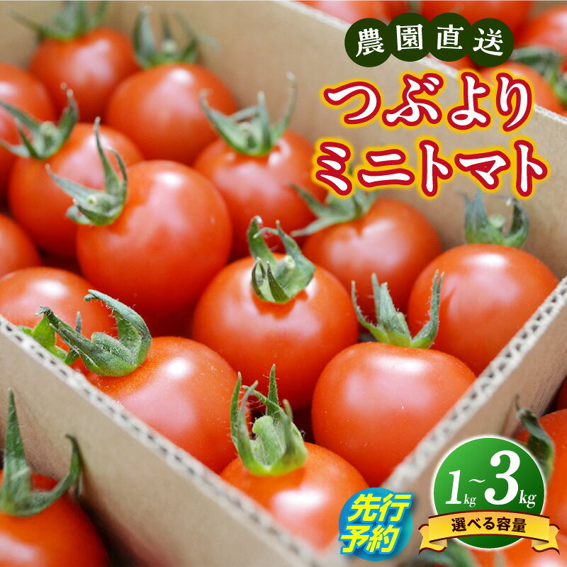 【ふるさと納税】【先行予約】≪2027年1月より順次発送≫農園直送 つぶより ミニトマト【選べる内容量 1kg / 2kg / 3kg】【期間限定】とまと プチトマト あまい 野菜 とれたて 採れたて 東浦町 愛知県 ナカセ農園 [AN001]