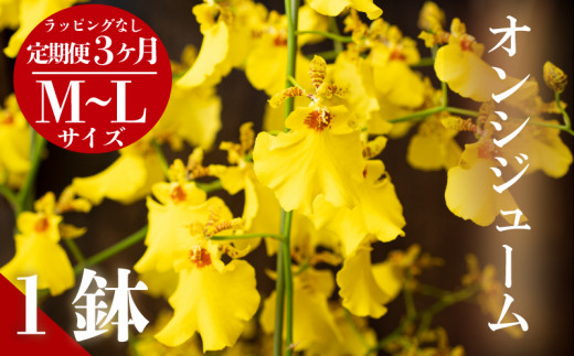 【定期便３ヶ月】 オンシジューム ( アロハ・イワナガ ) １鉢 M~L ラッピング無 日付指定可 お花 花 はな フラワー インテリア 鑑賞 洋ラン 鉢 栽培 園芸 ガーデニング 初心者向け KN3000