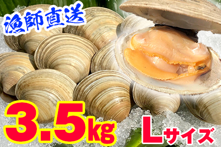 漁師直送！活ホンビノス貝3.5kg（Lサイズ）