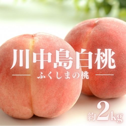 【ふるさと納税】No.1978 もも「川中島白桃」約2kg【2025年発送】