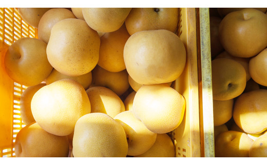 新高 約5kg（茨城県共通返礼品：かすみがうら市） 【2026年9月中旬発送開始】 梨 数量限定 なし ナシ フルーツ 果物 旬 産地直送 [FF005sa]