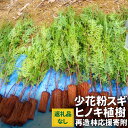 【ふるさと納税】【返礼品なし】岡山県奈義町で行う『少花粉スギ・ヒノキ』植樹を応援してくださる皆さまからの温かいご支援をよろしくお願いいたします。 寄附のみ 寄附 応援 岡山県 奈義町 送料無料