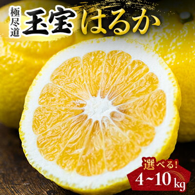 【ふるさと納税】【愛媛名産】玉宝はるか 4kg /5kg /10kg_ はるか ハルカ 玉宝はるか 愛媛はるか 玉宝 みかん 愛媛のみかん サイズ混合 柑橘 希少 ニューサマーオレンジ 果物 フルーツ 美味しい 濃厚 さわやか 甘い 愛媛 愛媛県 八幡浜市 人気 送料無料 【G1511256】