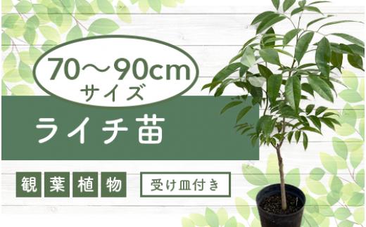 
1月上旬～発送【観葉植物】ライチ苗70cm～90cm(前園植物園/035-1492) フルーツ 果物 苗木 国産【配送不可地域：北海道・沖縄県・離島】
