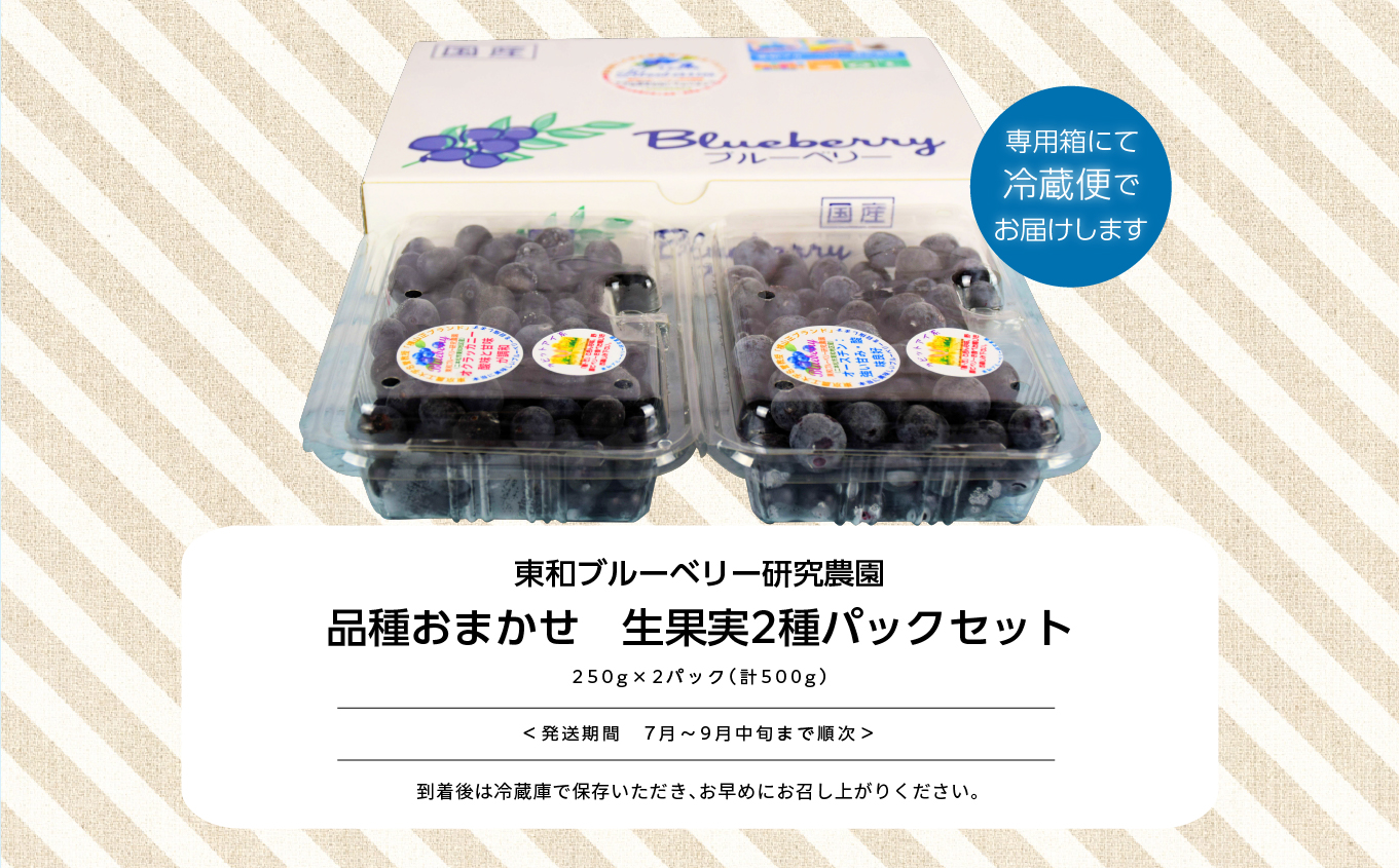 《2025年7月以降順次発送》東京農工大学名誉教授「横山　正」ブランドのブルーベリー果実500g（品種おまかせ）【東和ブルーベリー研究農園】