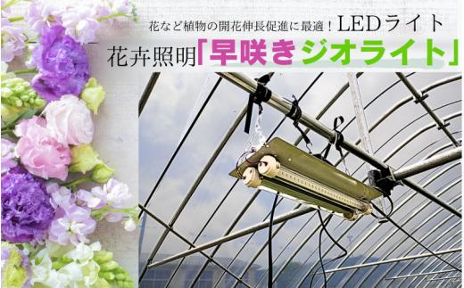 【81002】花卉照明 「早咲きジオライト」８個