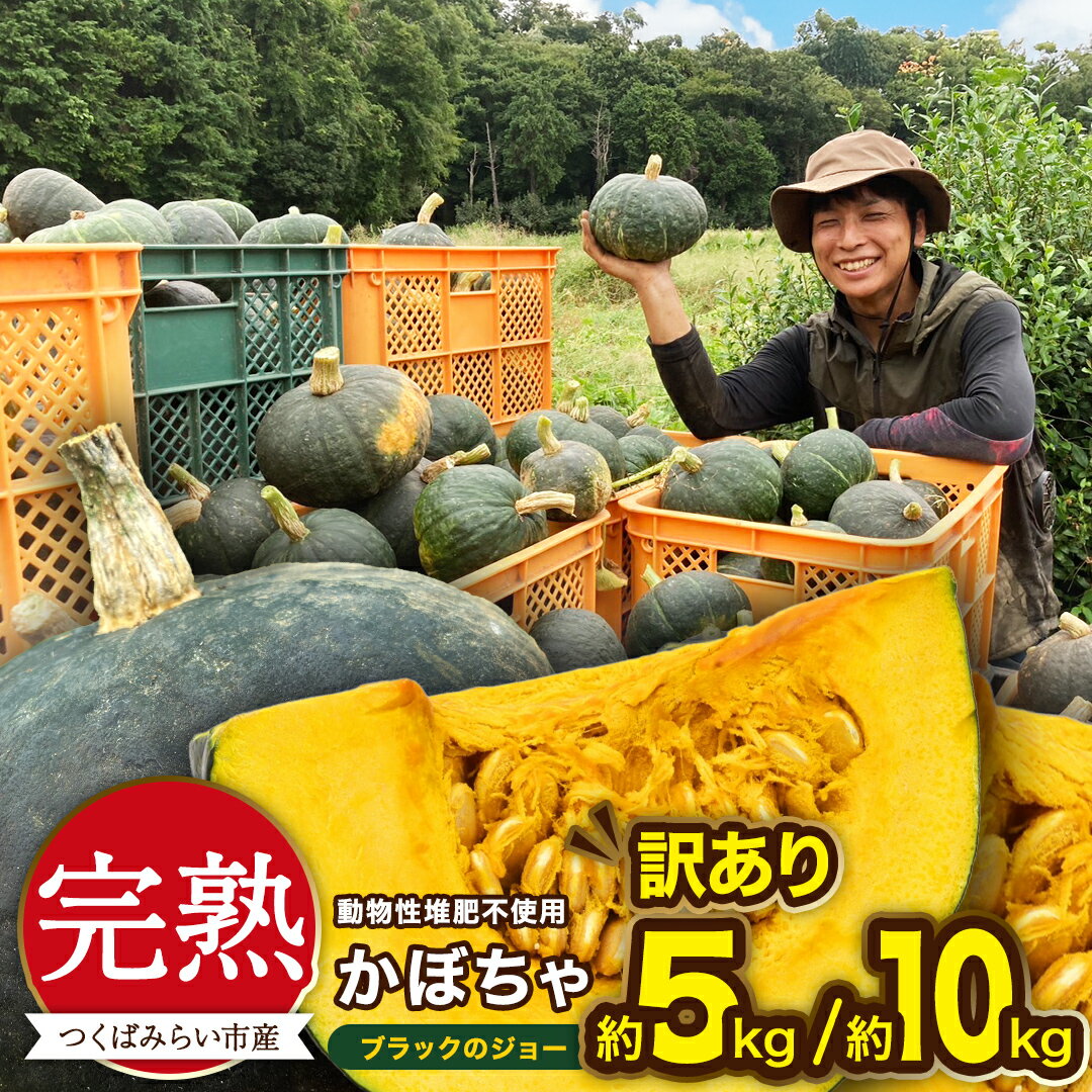 【ふるさと納税】 ＼ 選べる内容量／ 【 訳アリ 】完熟かぼちゃ ブラックのジョー 約5kg / 約10kg かぼちゃ 生かぼちゃ ほくほく ねっとり 甘い 国産 茨城県産 訳アリ お取り寄せ 野菜 国産 春 旬