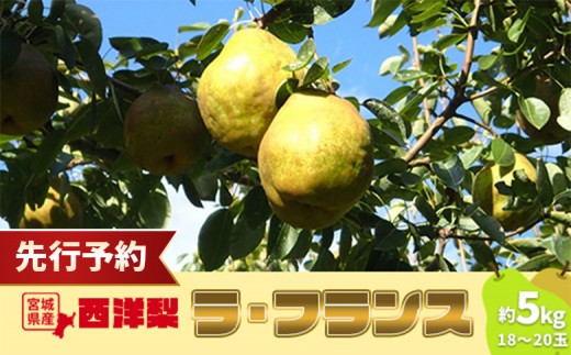 
                  【先行予約】★数量限定★西洋梨 ラ・フランス 約5kg (18～20玉) | 洋梨 梨 果物 くだもの フルーツ 食後 デザート 香り豊か 旬 ジューシー 甘い 美味しい 果汁 さわやかな酸味 季節限定 そのまま 冷やして 季節の果物 蔵王の麓 朝食 おやつ タルト コンポート 贈り物 壽丸果樹園 ふるさと納税 お取り寄せ 宮城県 白石市 白石【15003AA0101】
                