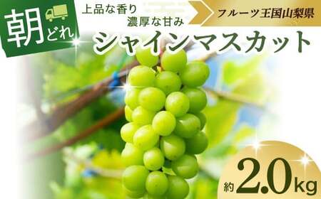 【2025年分発送】 シャインマスカット 3～4房 約2kg 先行予約 先行 予約 山梨県産 産地直送 フルーツ 果物 くだもの ぶどう ブドウ 葡萄 シャイン シャインマスカット 新鮮 人気 おすすめ 国産 贈答 ギフト お取り寄せ 朝どれ 甘い 皮ごと 種なし 山梨 甲斐市 AV-3