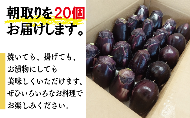 泉州 泉佐野市産 ハウス水なす 20個 夏旬の水なすを冬にどうぞ｜