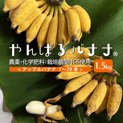 
                  ＜栽培期間中農薬不使用＞やんばるバナナ1.5kg(7～20本)_国産バナナ 沖縄バナナ 島バナナ 完熟バナナ フレッシュバナナ 生バナナ 甘い 濃厚 もっちり 沖縄県産 やんばる産 国頭産 スムージー フルーツ 果物 腸活 無農薬【1579241】
                